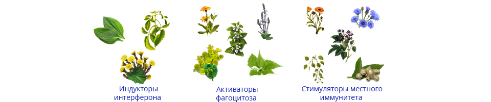 натуральные травы