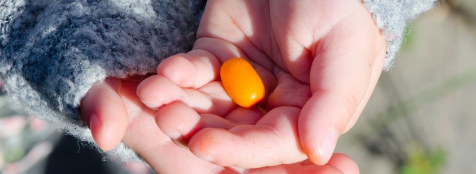 облепиха детям