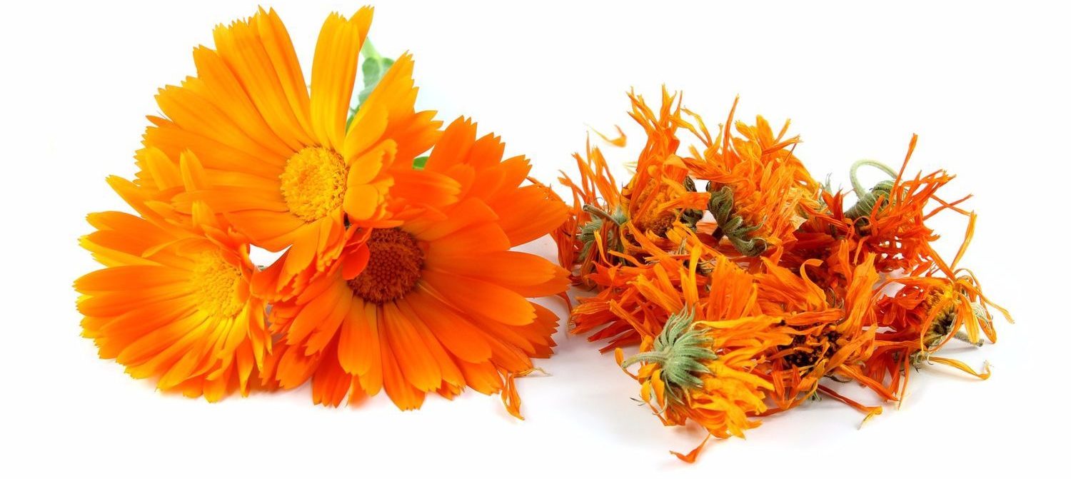 цветы календулы