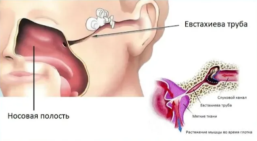 строение лор-органов